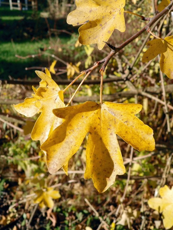Feld-Ahorn (Acer campestre)