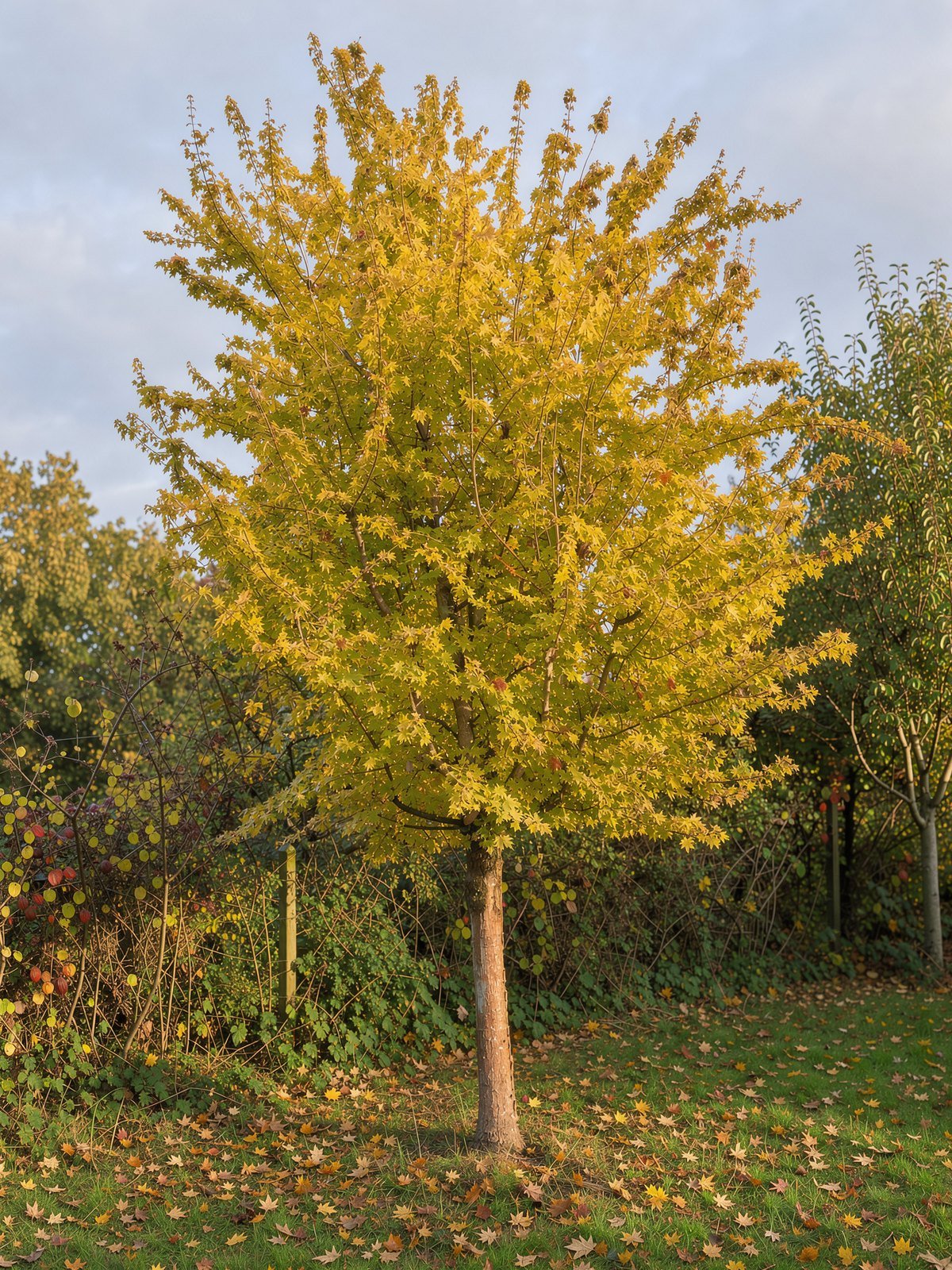 Feld-Ahorn (Acer campestre) im Garten