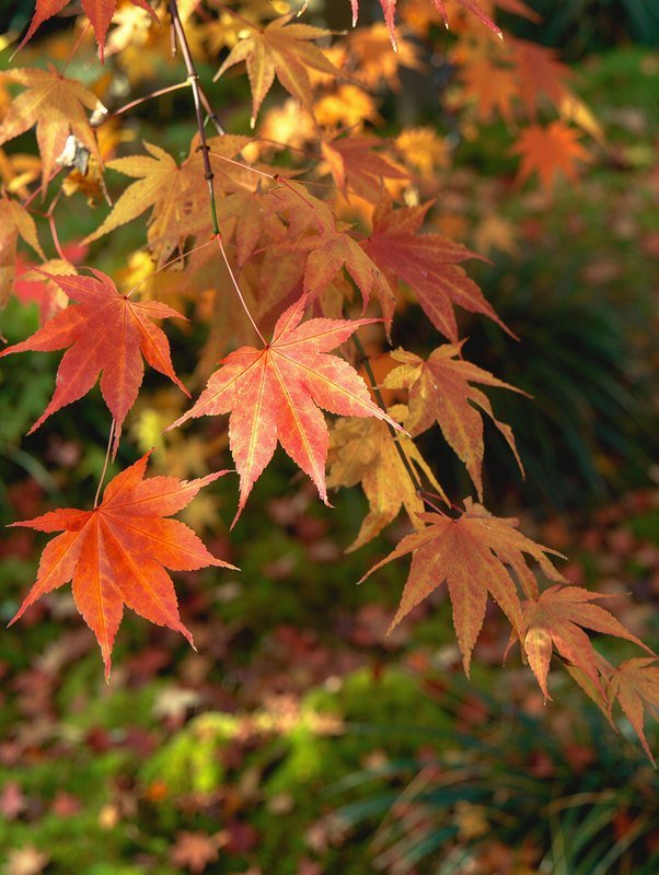 Japanischer Ahorn (Acer palmatum)