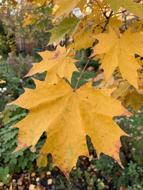 Kugel-Ahorn (Acer platanoides 'Globosum')