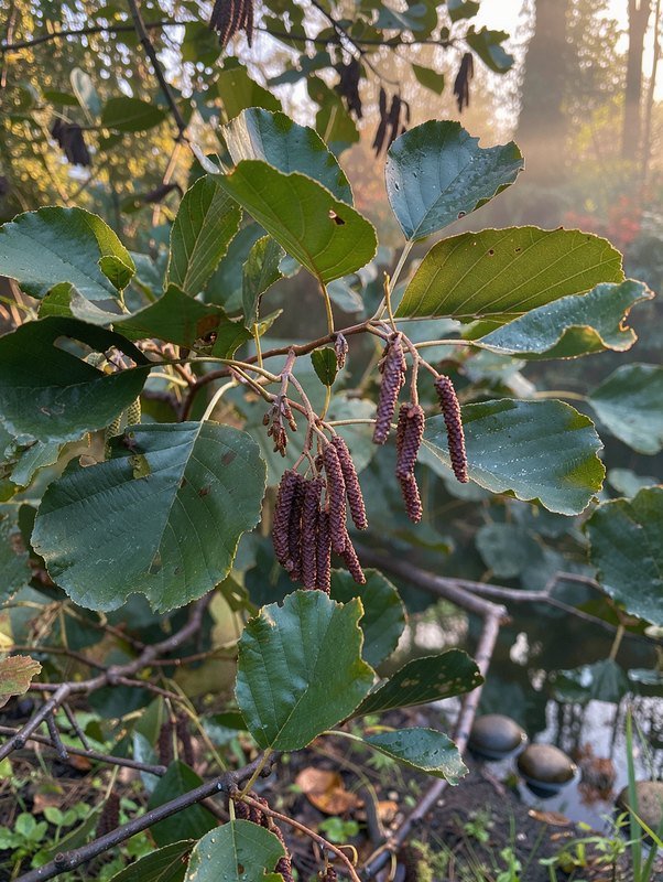 Schwarz-Erle (Alnus glutinosa)
