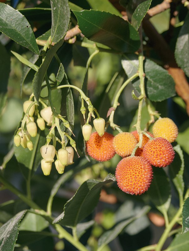 Erdbeerbaum