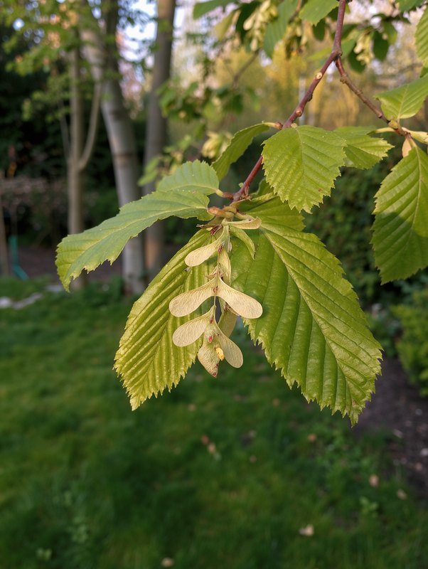 Hainbuche (Carpinus betulus)