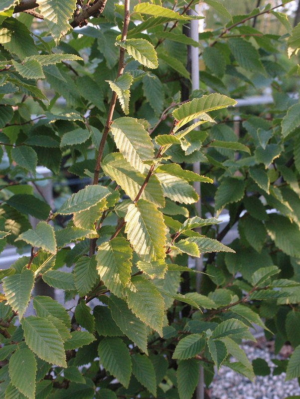 Säulen-Hainbuche 'Frans Fontaine' (Carpinus betulus 'Frans Fontaine')