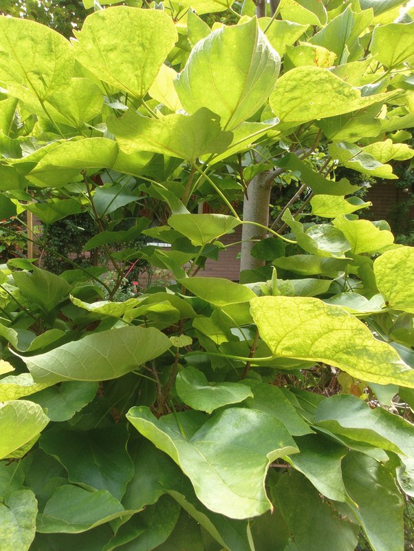 Kugel-Trompetenbaum (Catalpa bignonioides 'Nana')