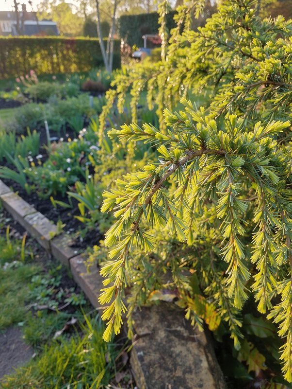 Himalaya-Zeder 'Lime Glow'