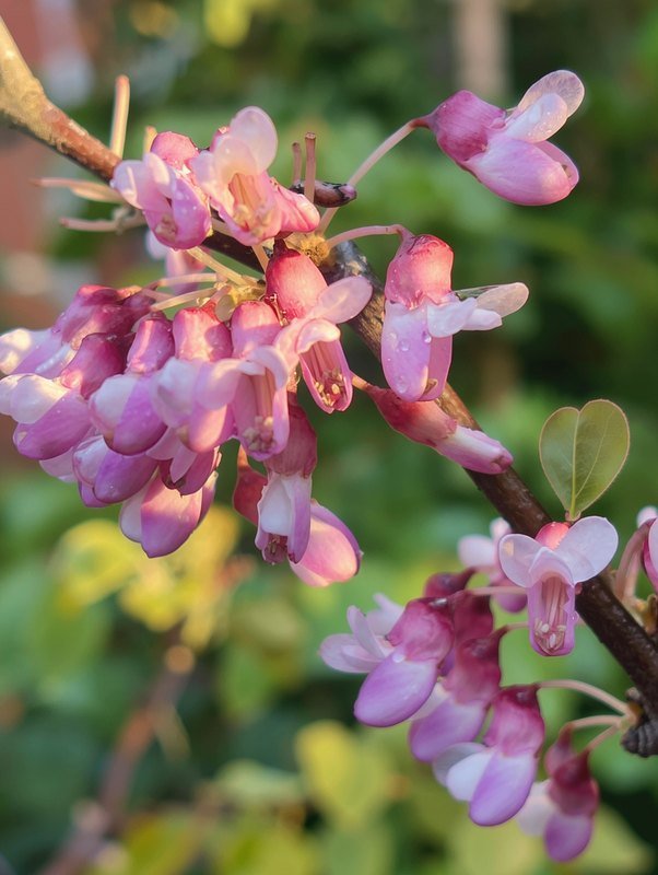 Judasbaum (Cercis siliquastrum)