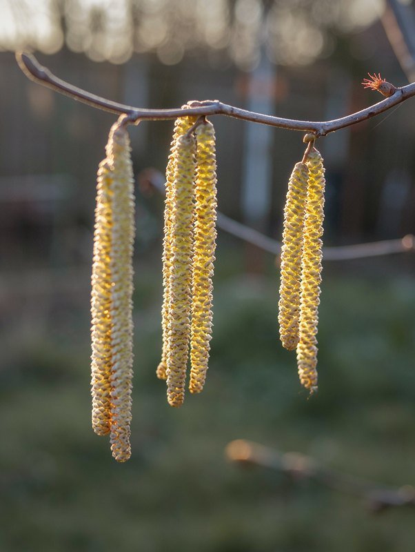 Haselnuss (Corylus avellana)