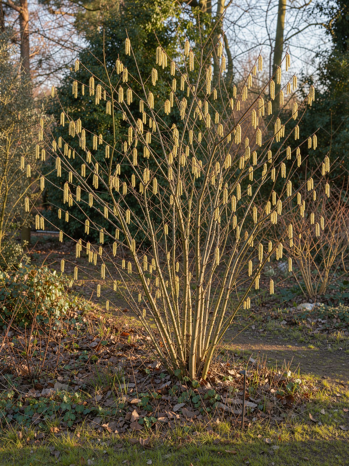 Haselnuss (Corylus avellana) im Garten