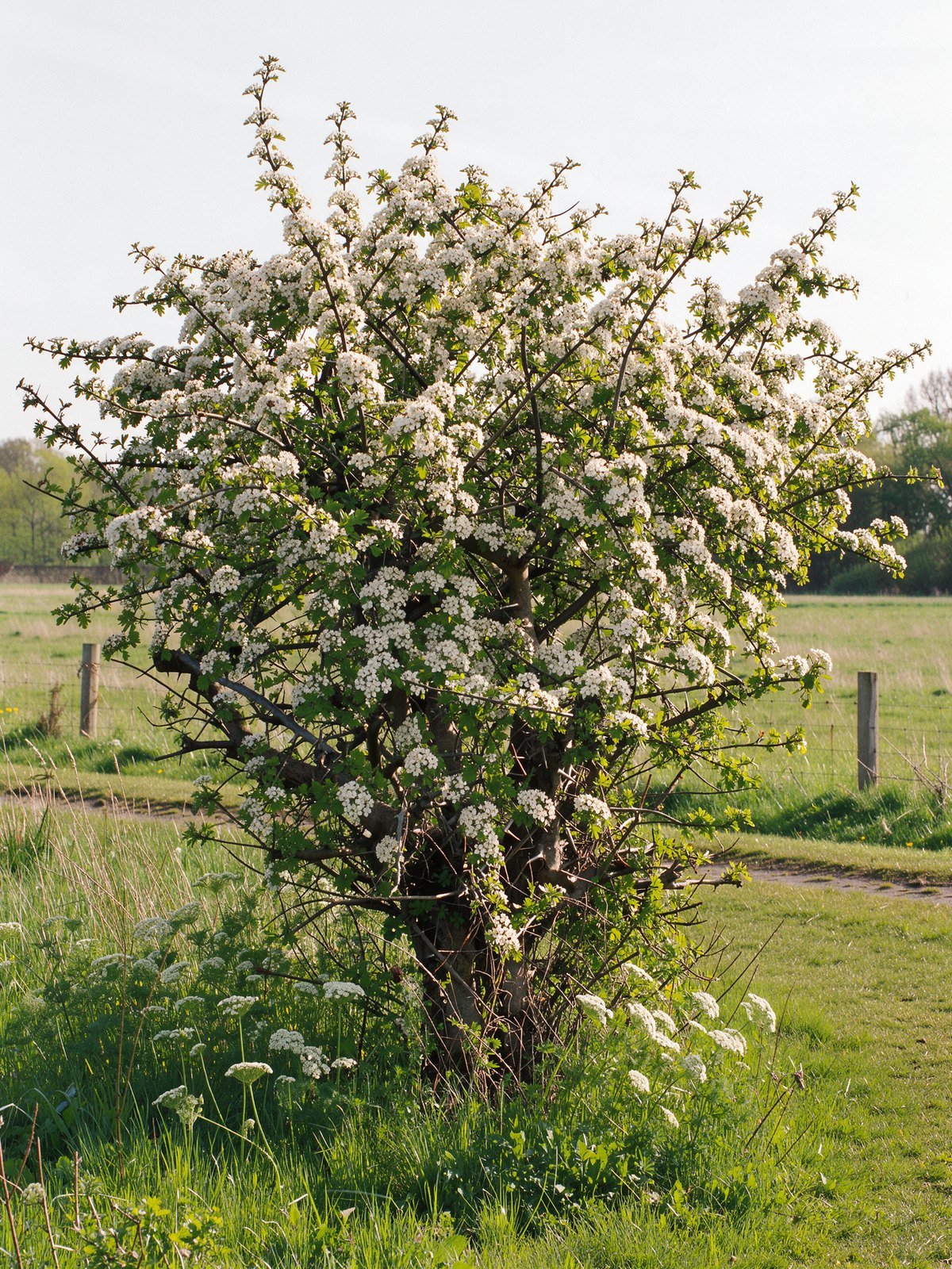 Eingriffeliger Weißdorn (Crataegus monogyna) im Garten