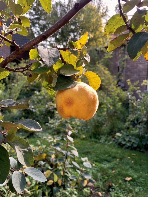 Quitte 'Vranja' (Cydonia oblonga 'Vranja')