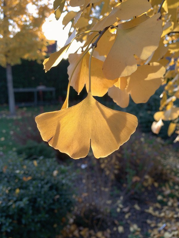 Ginkgobaum (Ginkgo biloba)