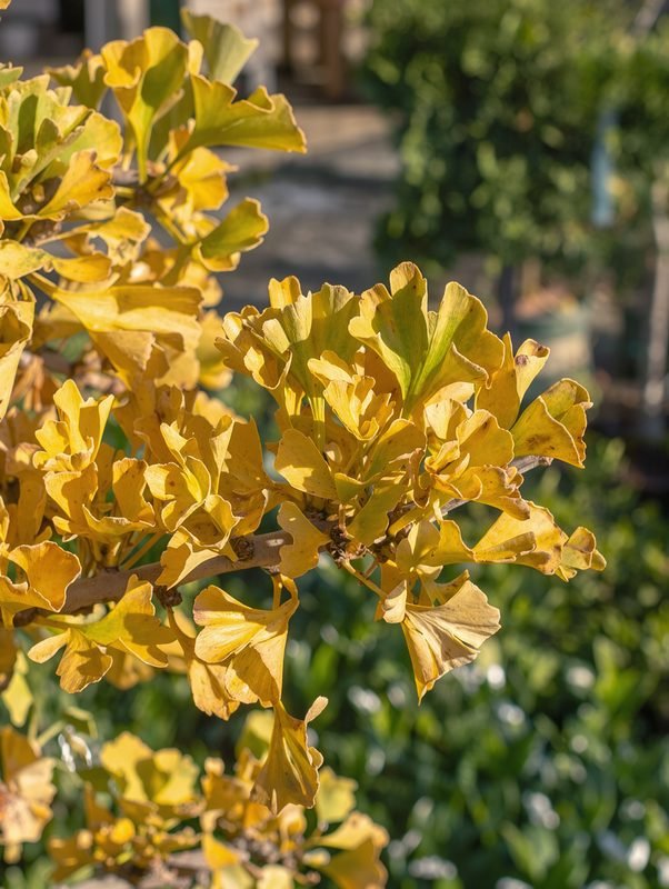 Kugel-Ginkgo 'Mariken' aus der Nähe