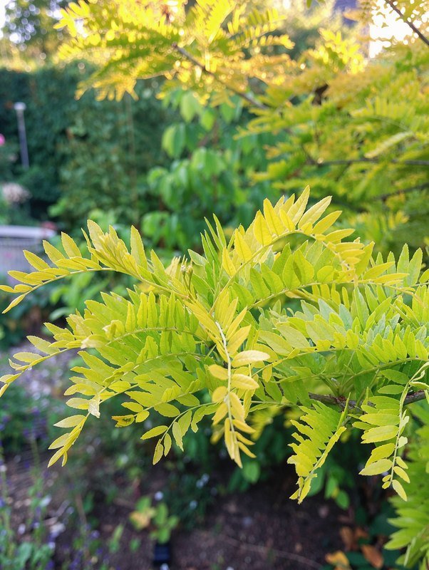 Gold-Gleditschie 'Sunburst' (Gleditsia triacanthos 'Sunburst')
