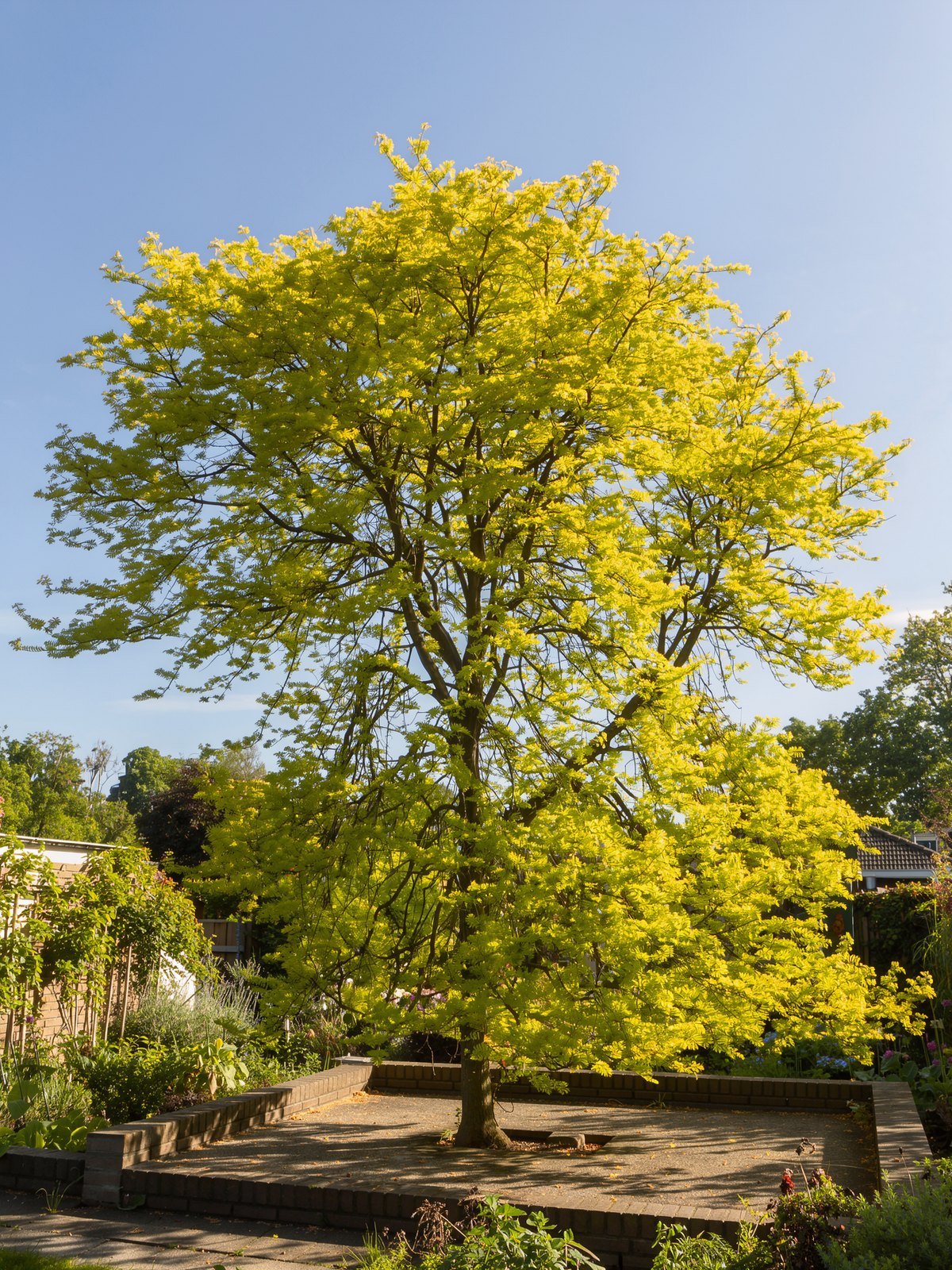 Gold-Gleditschie 'Sunburst' (Gleditsia triacanthos 'Sunburst') im Garten