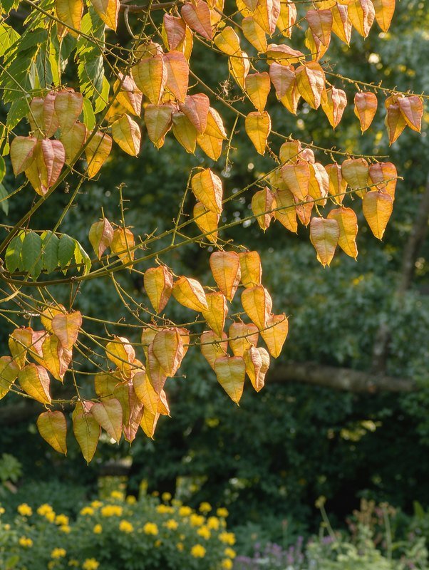 Blasenesche (Koelreuteria paniculata)