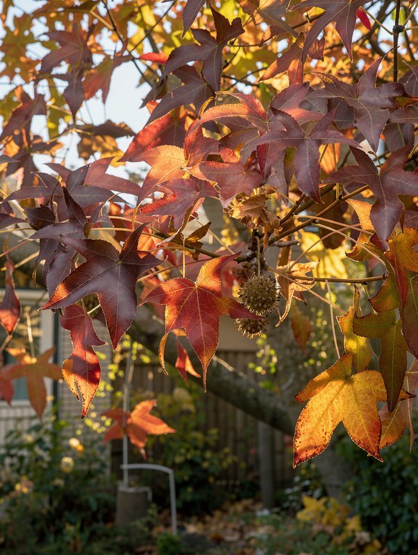 Amerikanischer Amberbaum aus der Nähe