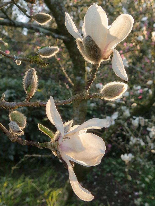 Kobushi-Magnolie aus der Nähe