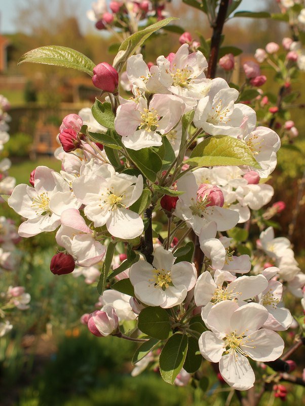 Zierapfel 'Evereste' (Malus 'Evereste')