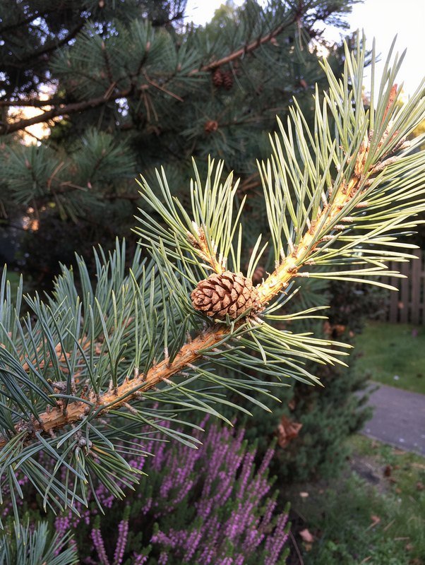 Wald-Kiefer (Pinus sylvestris)