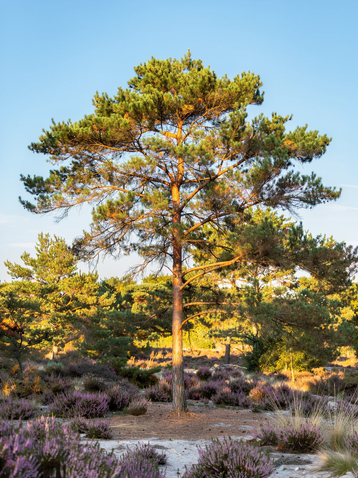 Wald-Kiefer (Pinus sylvestris) im Garten