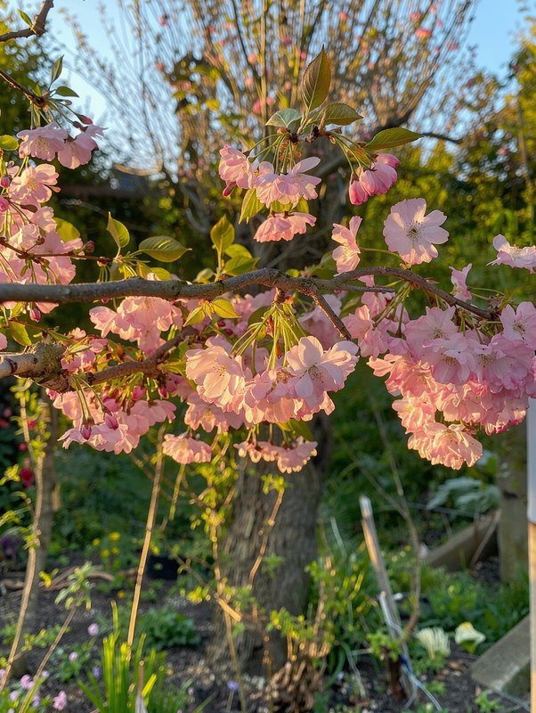 Frühlingskirsche 'Accolade' (Prunus 'Accolade')