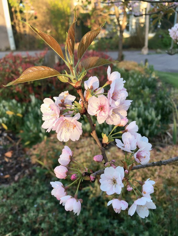 Säulenkirsche 'Amanogawa' (Prunus serrulata 'Amanogawa')