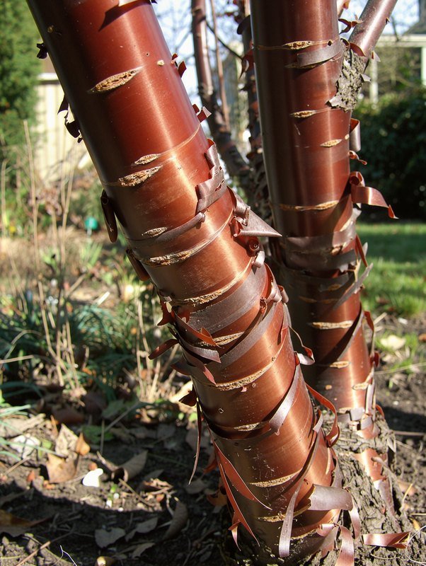 Mahagoni-Kirsche (Prunus serrula)