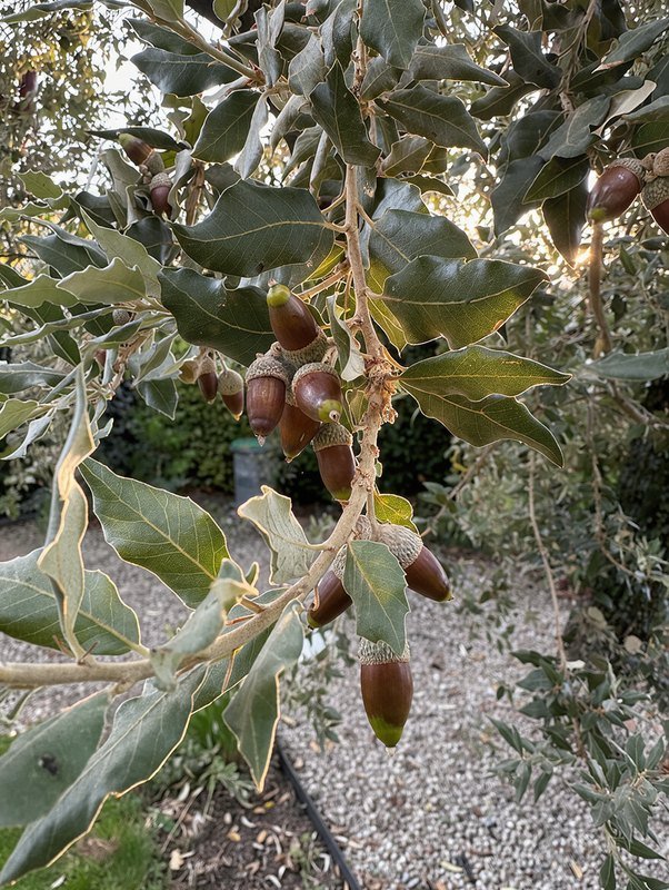 Stein-Eiche (Quercus ilex)