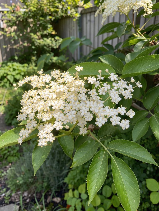 Schwarzer Holunder (Sambucus nigra)