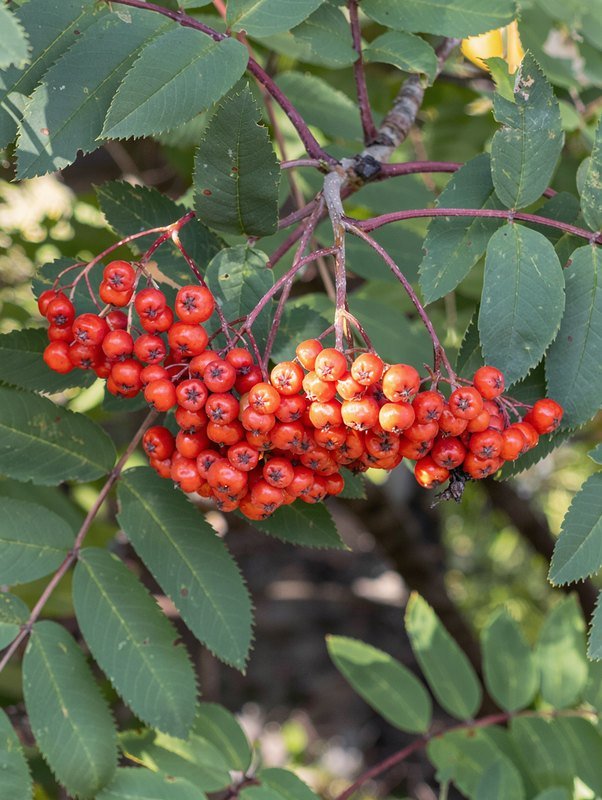 Eberesche (Vogelbeere) (Sorbus aucuparia)