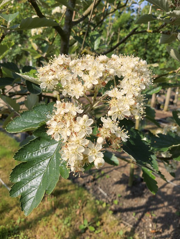 Schwedische Mehlbeere (Sorbus intermedia 'Brouwers')