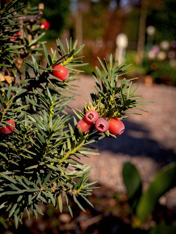 Eibe (Hochstamm) (Taxus baccata)
